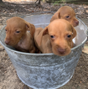 Puppies for sale