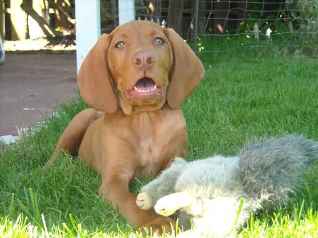 view-blog-cooper-s-redneck-kennel-hungarian-vizslas-texas-breed