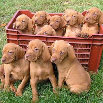 vizsla breeders near me