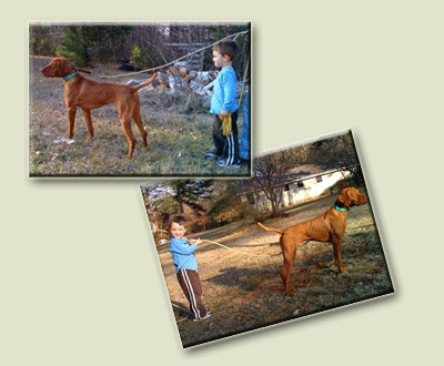 Our Vizsla Trainers