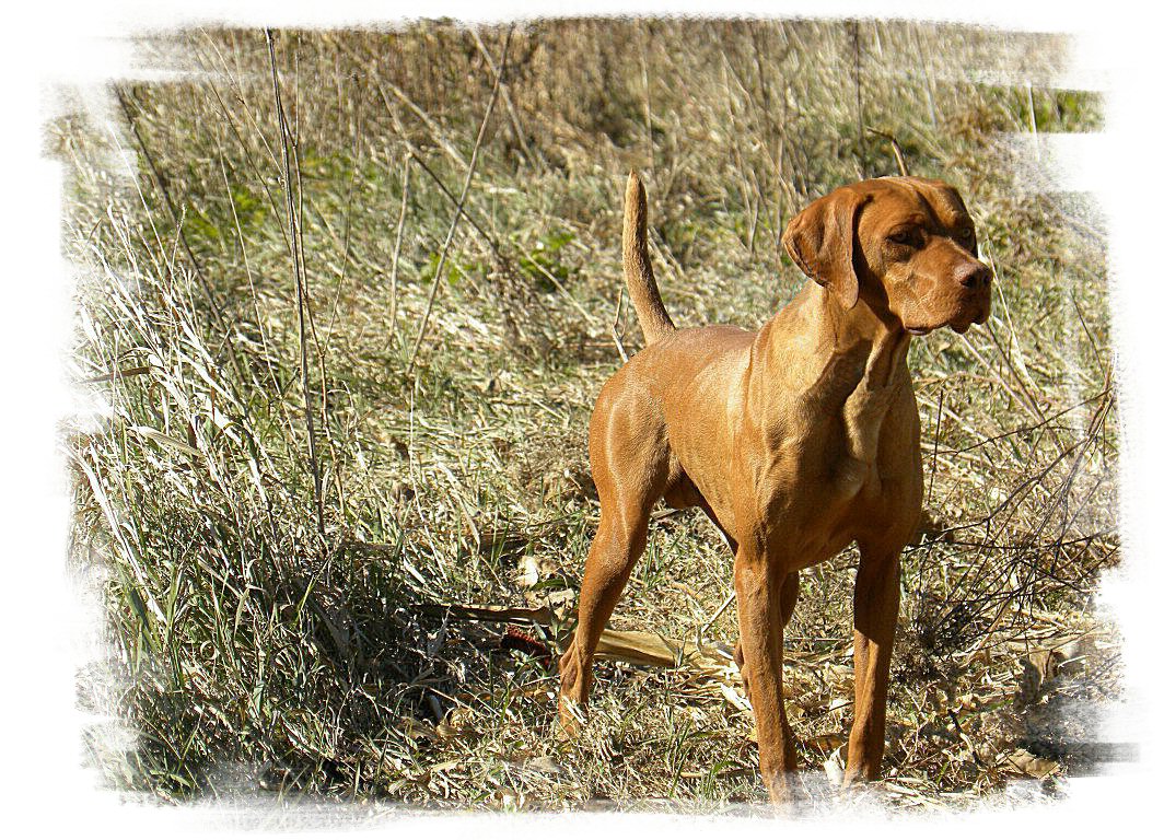 Hungarian Vizsla