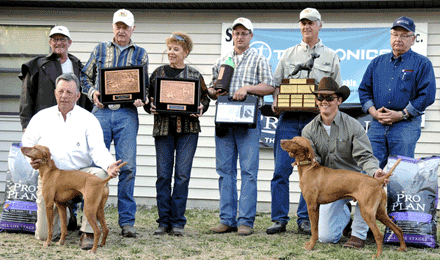 Vizsla Champion Show Puppy