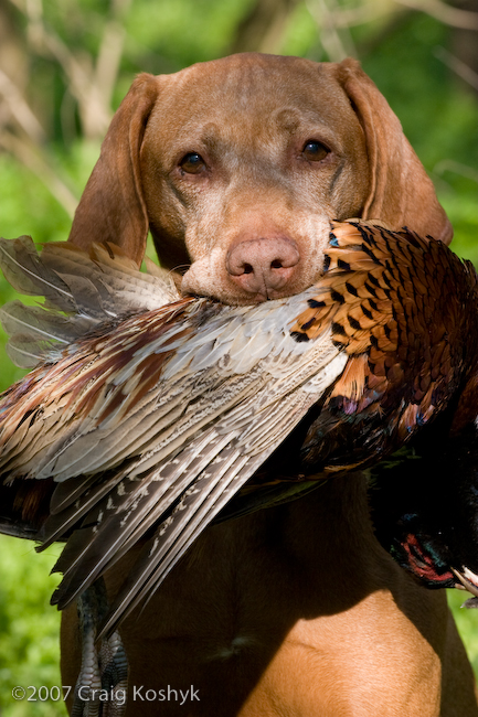 Vizsla Brid Dog