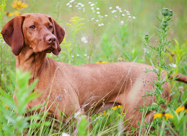 Hungarian Vizsla bird dog