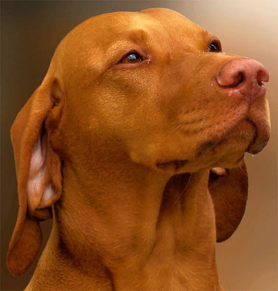 Hungarian Vizsla